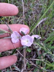 Evolvulus nuttallianus