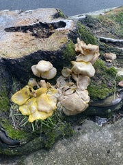 Pleurotus citrinopileatus