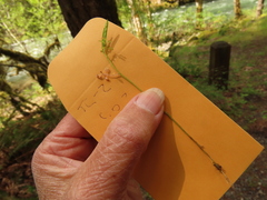 Cardamine oligosperma
