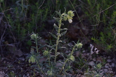 Onosma echioides dalmatica