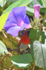 Aethopyga temminckii