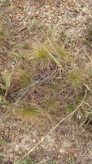 Bulbostylis paradoxa