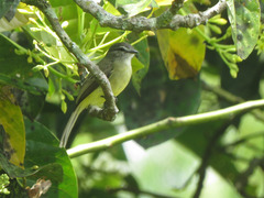 Phyllomyias griseiceps