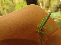 Cardamine oligosperma