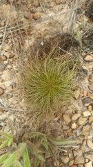 Bulbostylis paradoxa