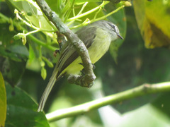 Phyllomyias griseiceps