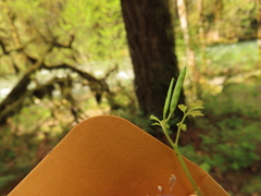 Cardamine oligosperma