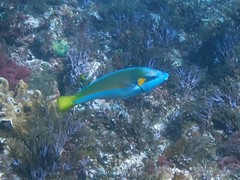 Anampses elegans