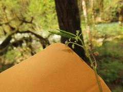 Cardamine oligosperma