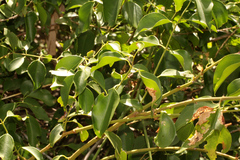 Jasminum simplicifolium