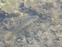 Hexagrammos otakii