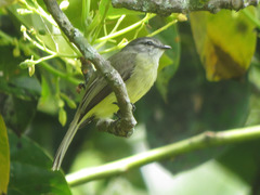 Phyllomyias griseiceps