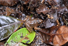 Limnonectes conspicillatus