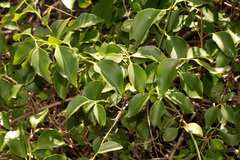 Jasminum simplicifolium