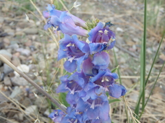 Penstemon glaber alpinus