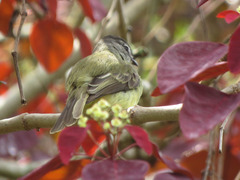 Phyllomyias griseiceps
