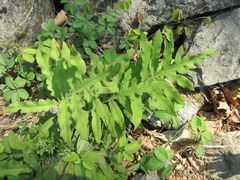 Onoclea sensibilis interrupta