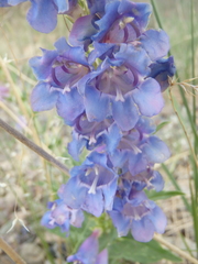 Penstemon glaber alpinus