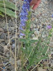 Penstemon glaber alpinus