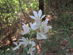 Dictamnus dasycarpus