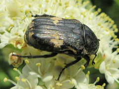 Glycyphana fulvistemma
