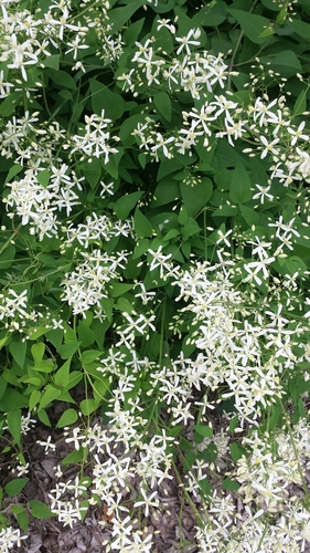 Clematis terniflora — photo 3