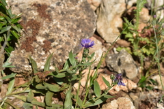 Centaurea triumfettii