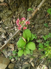 Primula japonica
