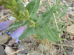 Penstemon glaber alpinus