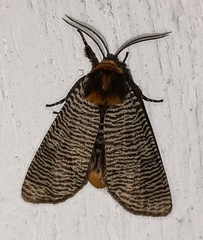 Graphelysia strigillata