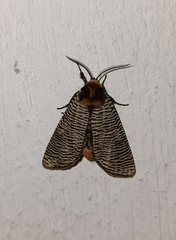 Graphelysia strigillata