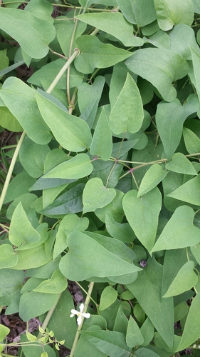 Clematis terniflora