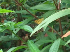 Ampittia dioscorides camertes