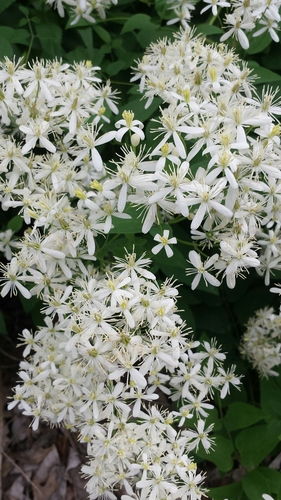 Clematis terniflora