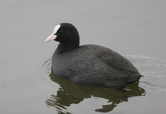Fulica atra