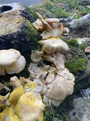 Pleurotus citrinopileatus