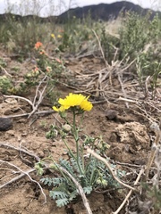 Malacothrix sonchoides