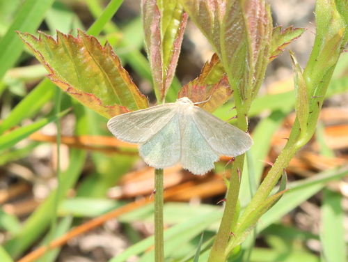 Day Emerald photo 3
