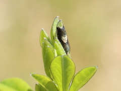 Grapholita tristrigana