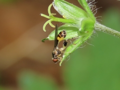 Sphegina