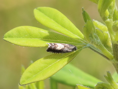 Grapholita tristrigana