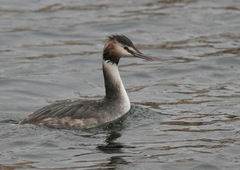 Podiceps cristatus