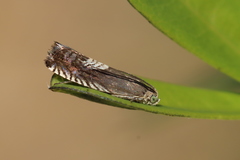 Grapholita tristrigana