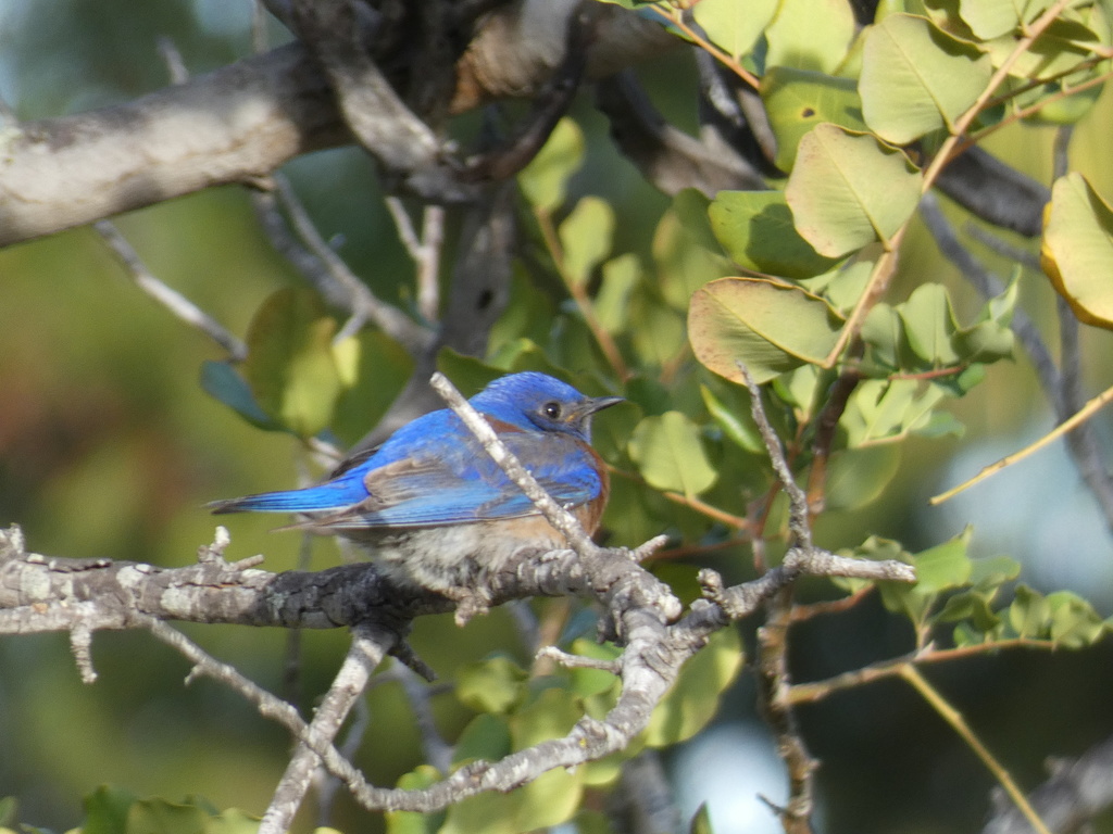 Western Bluebird from Steiger Ln, Oceanside, CA, US on May 15, 2022 at ...