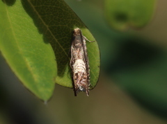Grapholita tristrigana