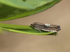 Grapholita tristrigana