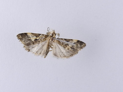 Eudonia characta