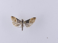 Eudonia chlamydota