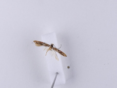 Crypsitricha roseata