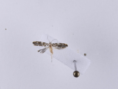 Eschatotypa derogatella